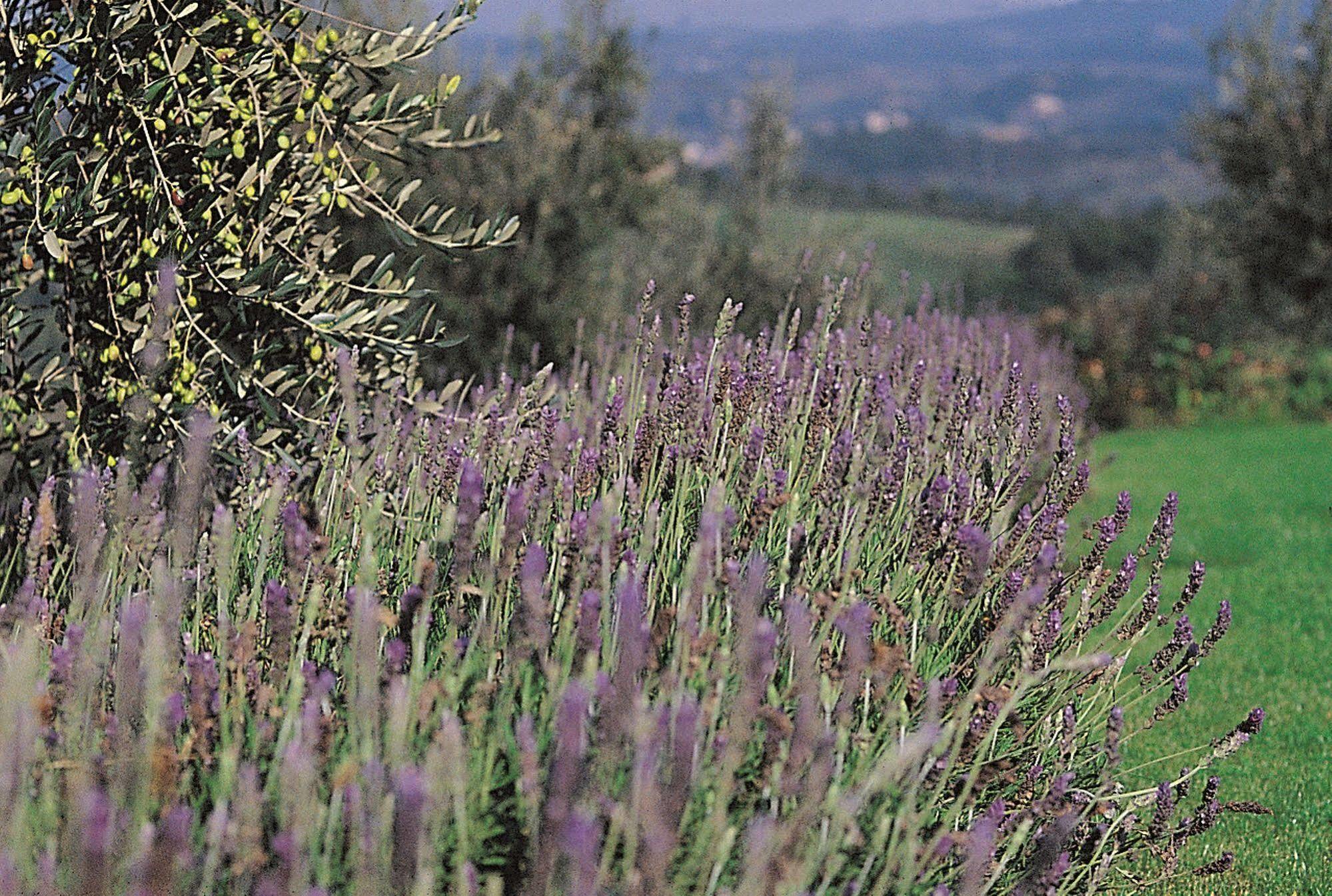 Podere Il Pino Poggibonsi Exteriör bild